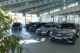 Innenansicht des hellen Mercedes-Benz Autohauses in Bernburg mit großen Glasfronten, mehreren ausgestellten Neuwagen und Gebrauchtwagen (Junge Sterne), moderne Architektur, Pflanzen im Vordergrund. (Foto: Fischer/Autohaus Peter)