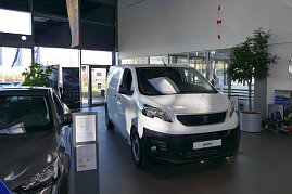 Heller Innenraum eines Autohauses mit einem weißen Peugeot-Transporter in der Ausstellung, grauem Pkw links, großen Fenstern, Pflanze im Topf und Verkaufsraum im Hintergrund. (Foto: Fischer/Autohaus Peter)
