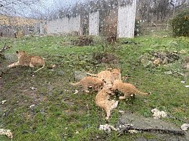 Impressionen aus dem Th&uuml;ringer Zoopark Erfurt und der &Uuml;bergabe der Patenschaftsurkurden.