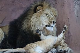 Impressionen aus dem Th&uuml;ringer Zoopark Erfurt und der &Uuml;bergabe der Patenschaftsurkurden.