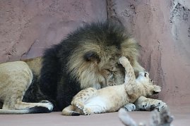 Impressionen aus dem Th&uuml;ringer Zoopark Erfurt und der &Uuml;bergabe der Patenschaftsurkurden.