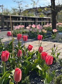 Verschiedene Blumen und blauer Himmel.