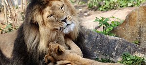 Kuschelstunde von L&ouml;we "Aslam" mit einem seiner drei Jungl&ouml;wen. Foto: Th&uuml;ringer Zoopark